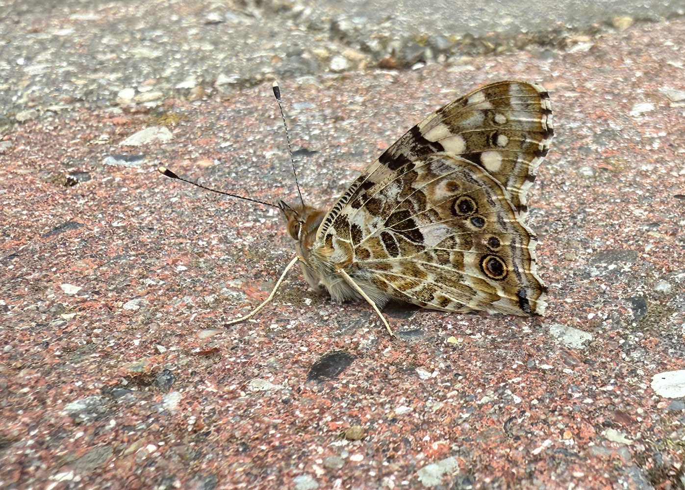 Tidselsommerfugl
